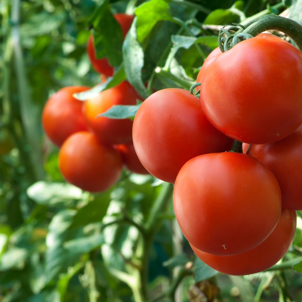 томат толстой f1 фото