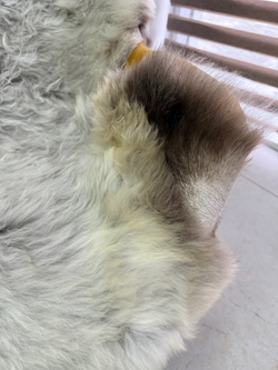 Шкура коврик меховой прикроватный овчина, 120х65 см.