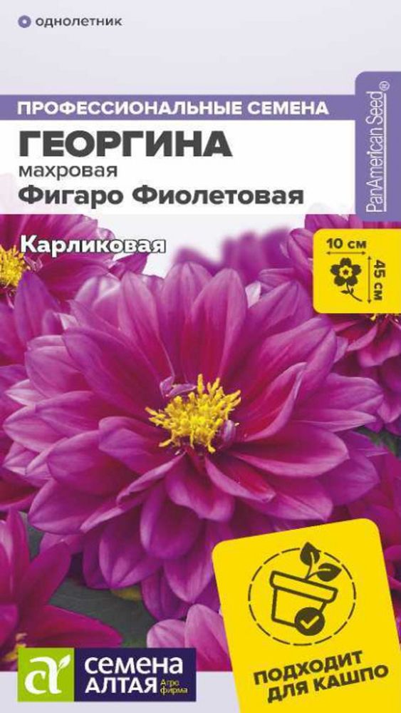 Георгина махровая &quot;G. Фигаро Фиолетовая&quot; 5шт., Россия.