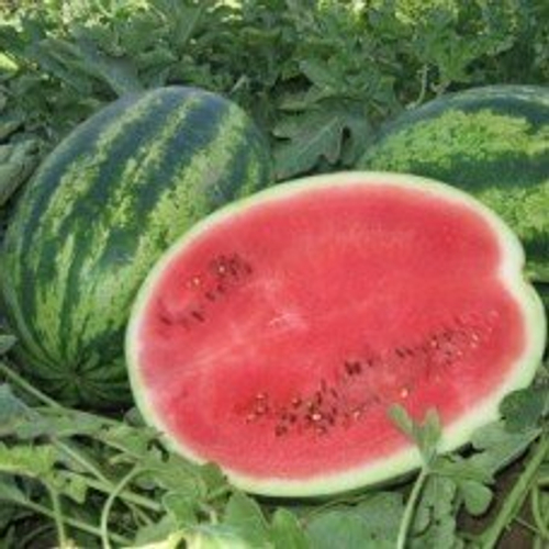 Арбуз 141-172 F1