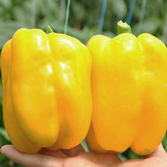 Риалто F1 семена перца сладкого (Nunhems /ALEXAGRO) культура – фото 3