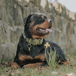 Ошейник Billowthane Combat KHAKI 5 см BullyBillows