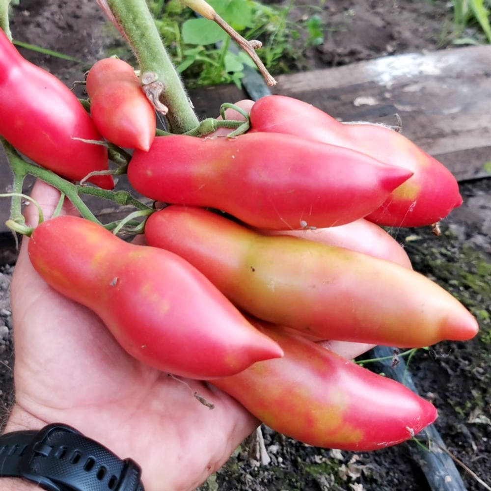 Помидоры Баба Яга - Baba Yaga Tomato