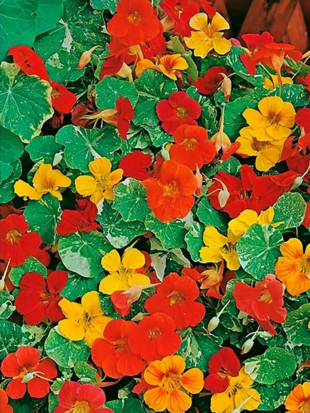 Семена настурции Аляска