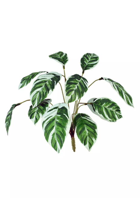 Калатея Луиза малая