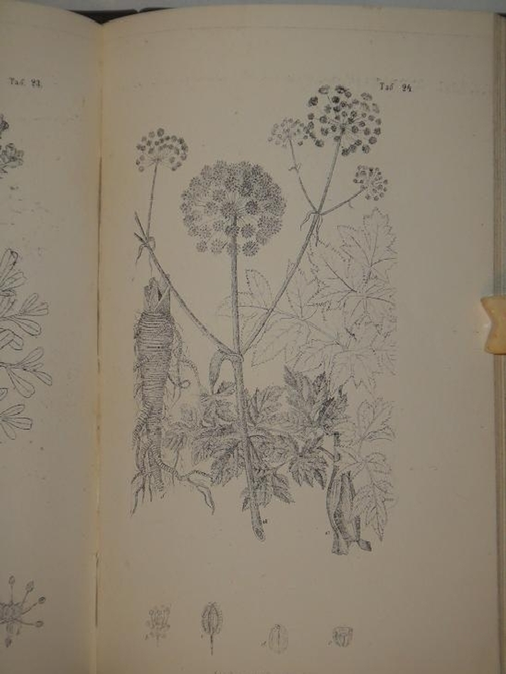 "Полный настоящий простонародный русский лечебник. 1350 домашних средств к излечению всевозможных болезней". Ф. Лоевский. 1884г.