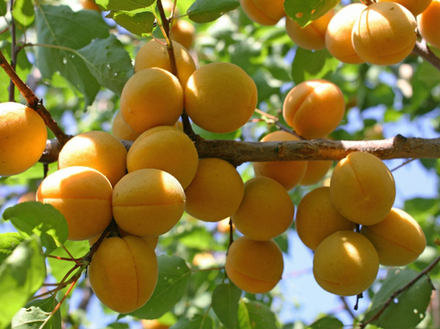 Саженец Абрикоса «Жердель» (Сеянец, Супер-опылитель, Самый зимостойкий)