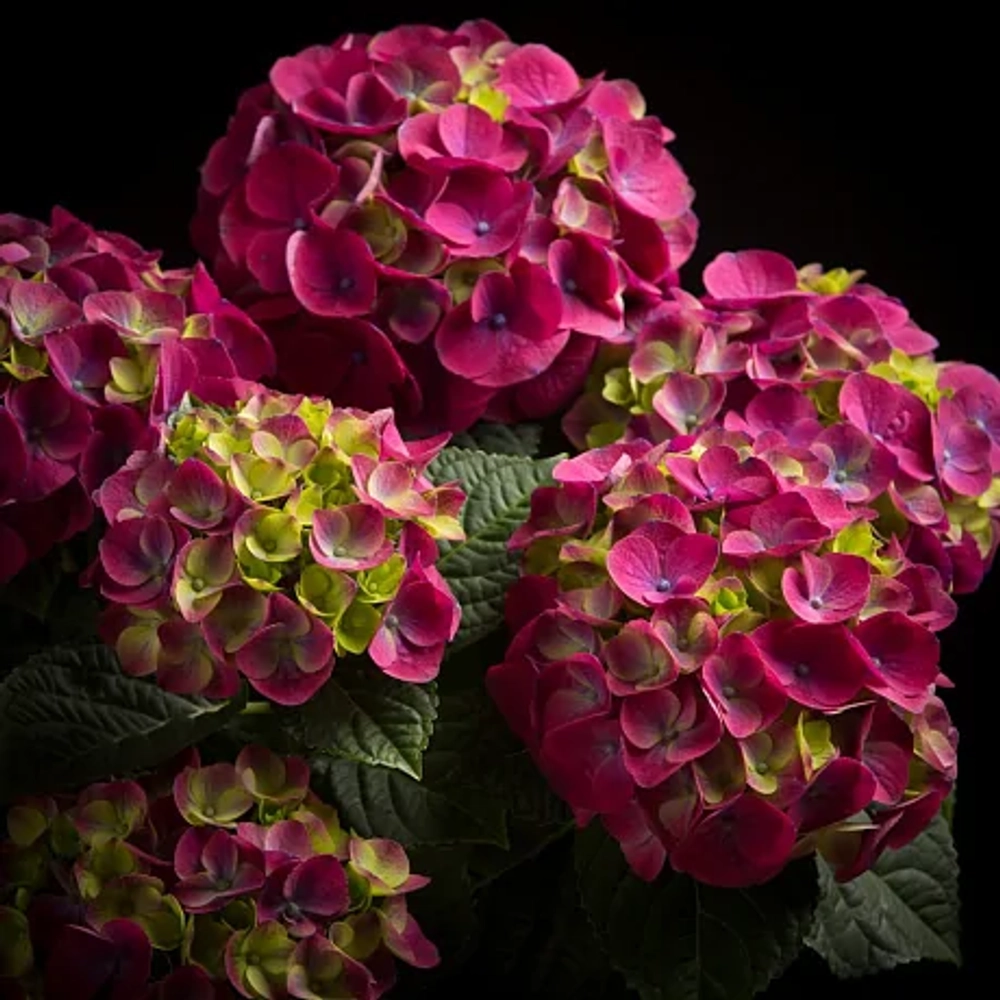 Ningbo, Р11 (5/6+) (малиновый)