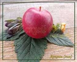 Яблоня колоновидная Аркаим