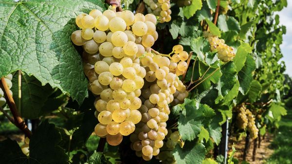 Арманьяк: первый бренди Франции. Гид по виноградному наследию Гаскони от Алтайского Винокура Арманьяк: первый бренди Франции. Гид по виноградному наследию Гаскони от Алтайского Винокура