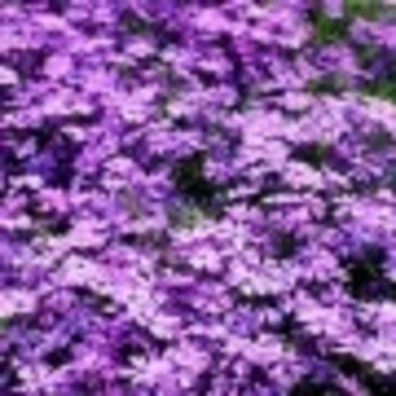 Флокс шиловидный Пепл Бьюти в контейнере 0,5л