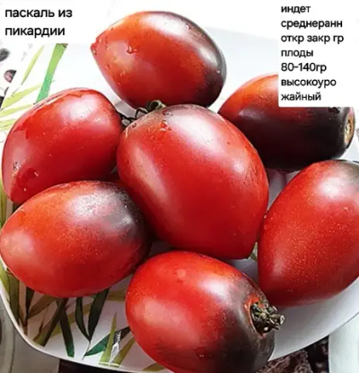 ПАСКАЛЬ ИЗ ПИКАРДИИ