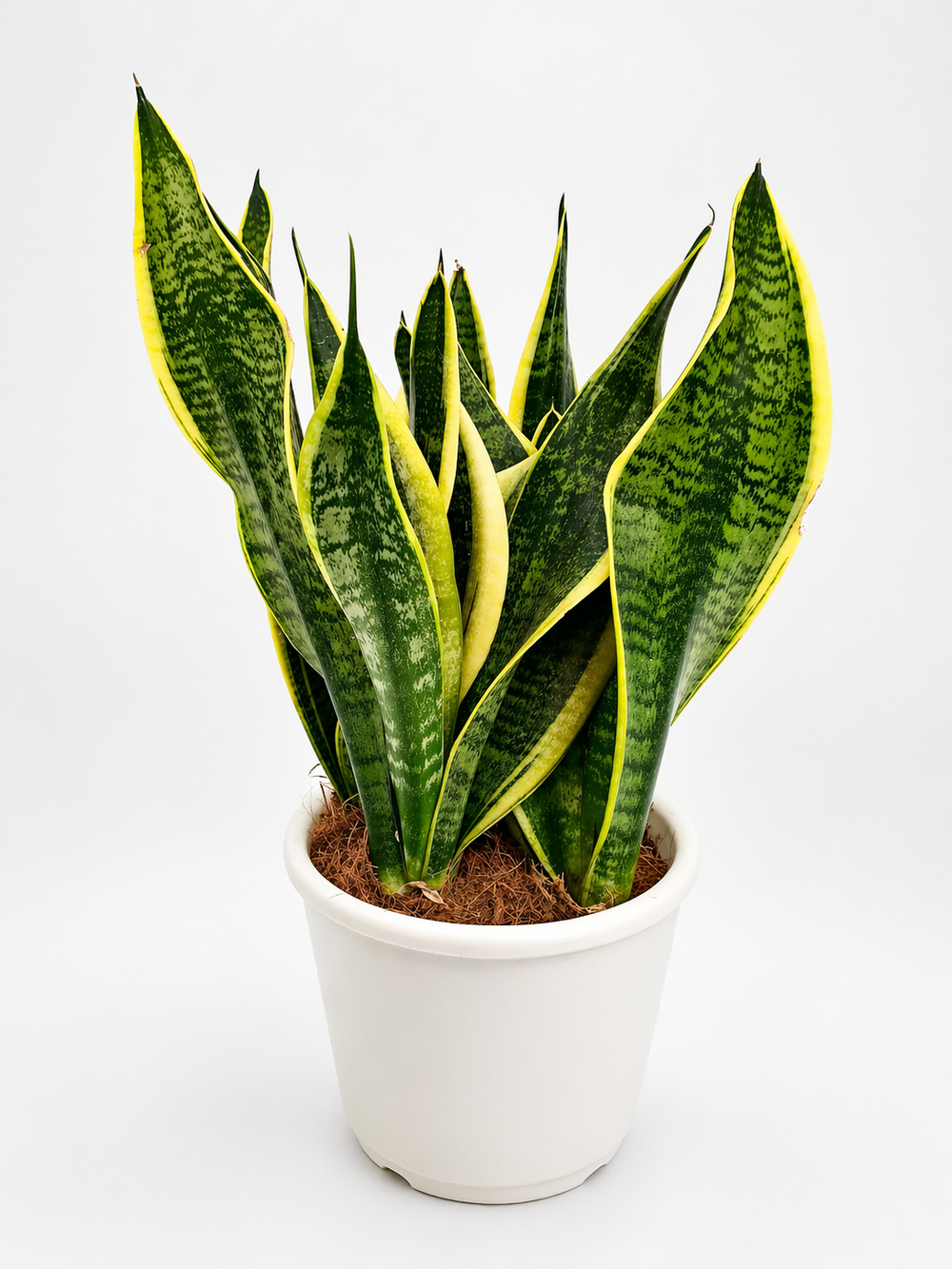 Сансевиерия