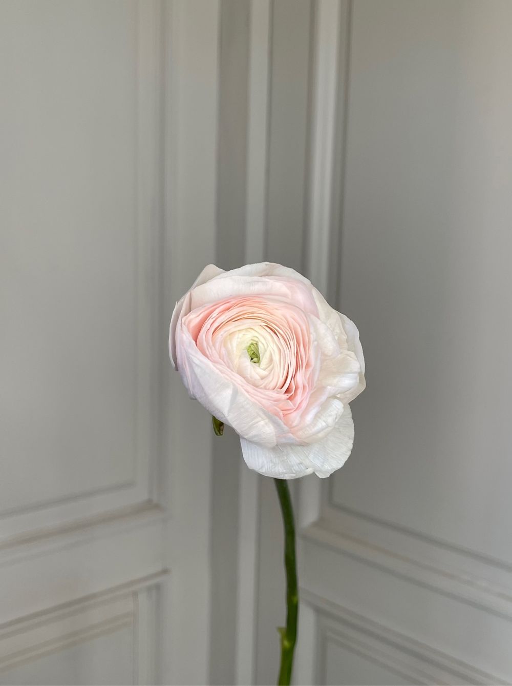 Ранункулюс