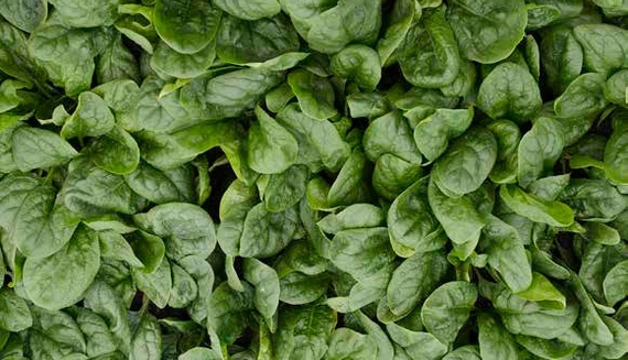 Калладония F1 семена шпината (Seminis / Семинис) – фото 3