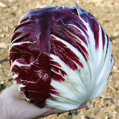 Россини F1 семена цикория (Bejo / Бейо)