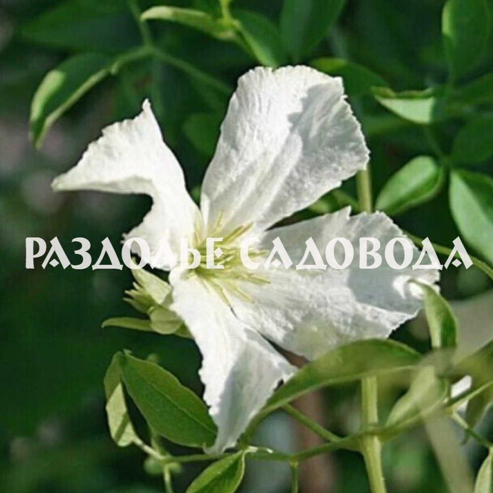 Клематис Уайт Мэджик