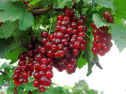 Смородина красная Рондом