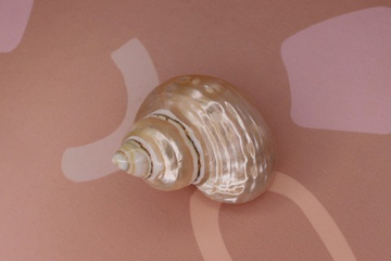 Ракушка big 40-50 мм