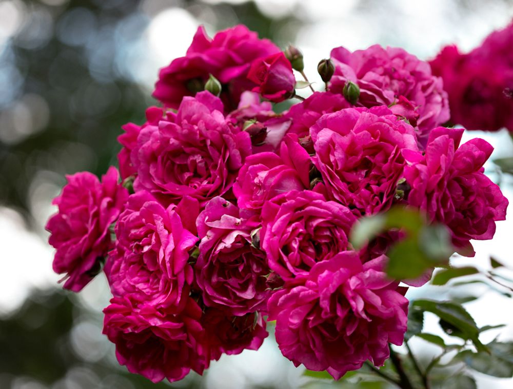 Лагуна (Laguna)