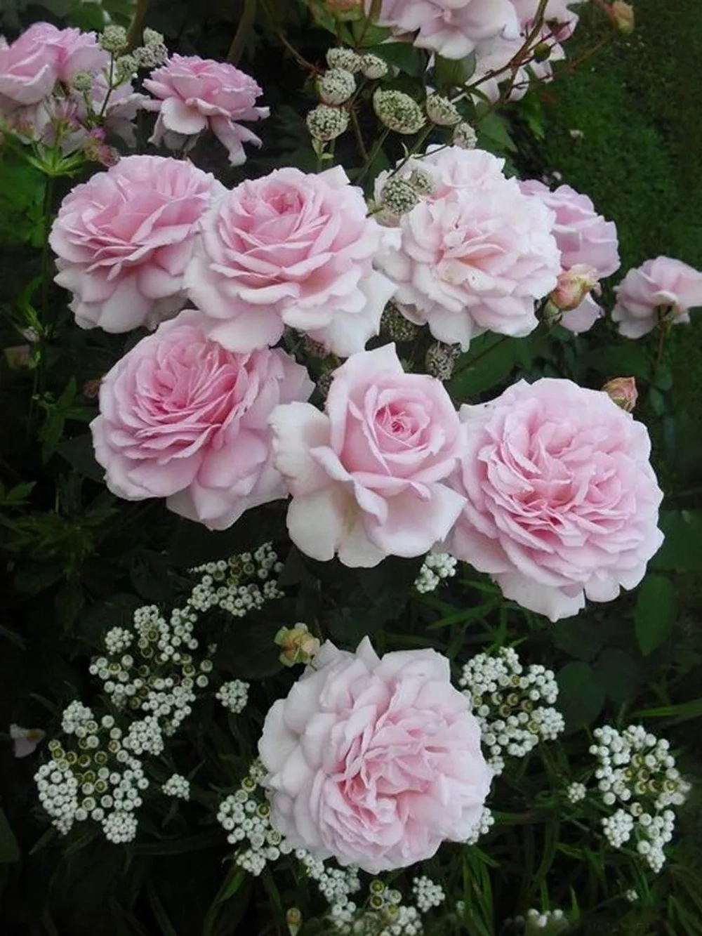 Роза шраб Александра Принцесса Люксембургская