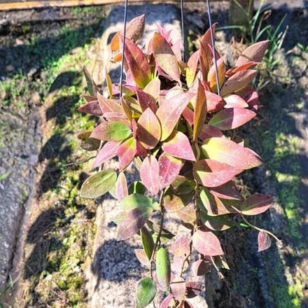 Хойя WALLINIANA UT152