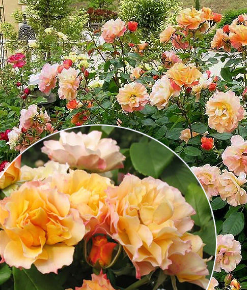 Роза Текила штамб 90-100 см