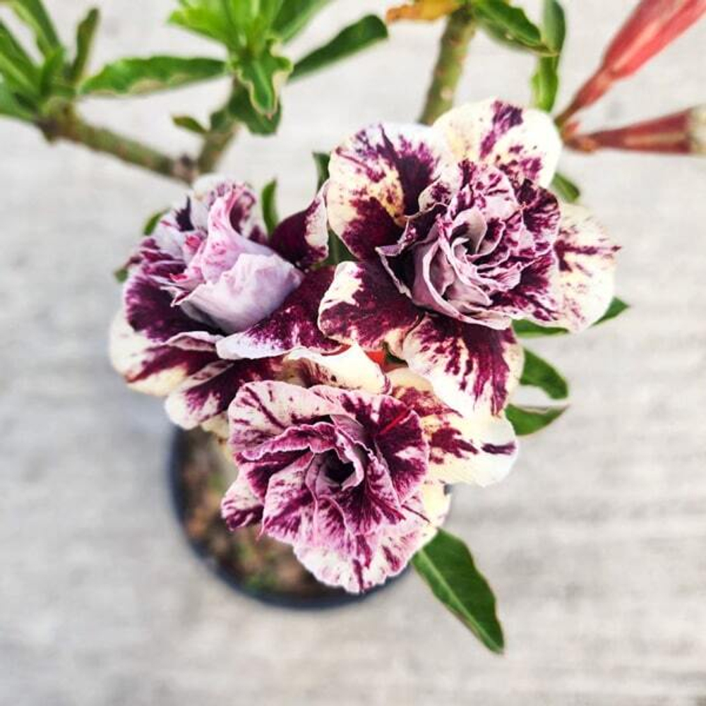 Адениум обесум WIN