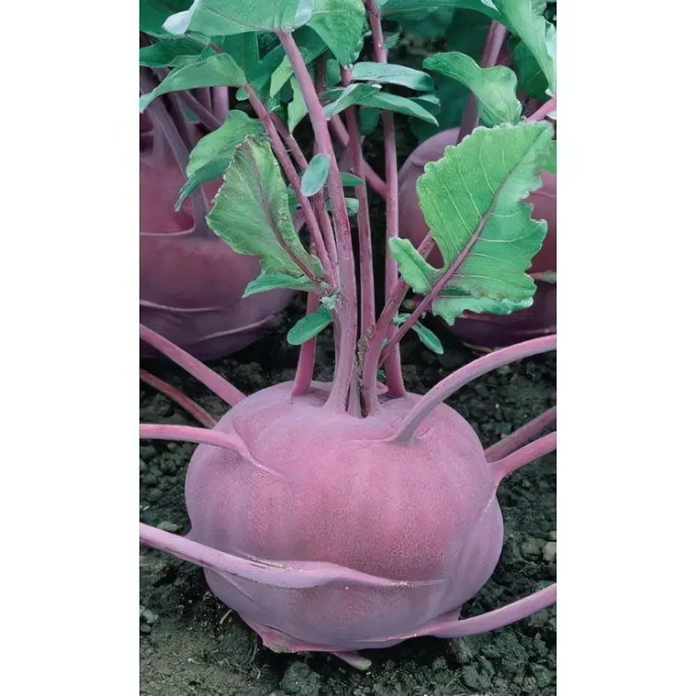 Семена Капуста кольраби Мадонна (УД) 0,25гр Е/П