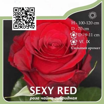 Роза чайно-гибридная "Sexy Red"