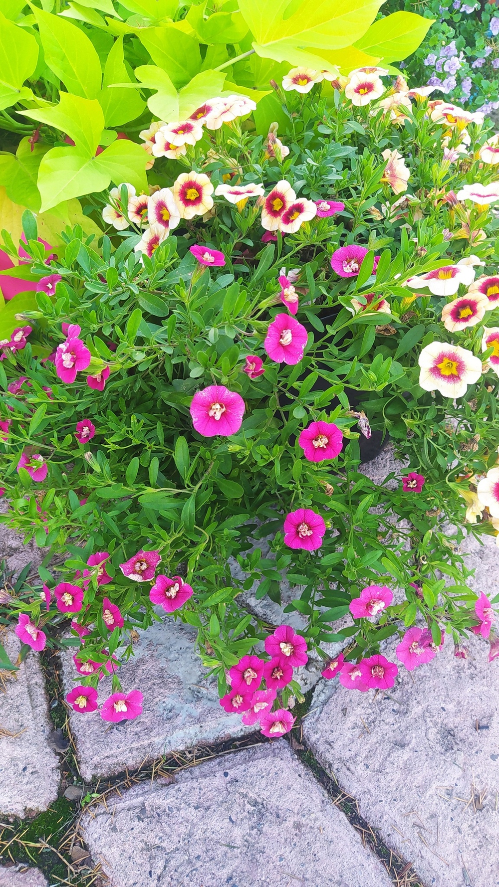 К12 Калибрахоа DRAGON FRUIT