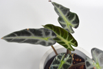 Алоказия Бамбино Эрроу / Alocasia Bambino Arrow