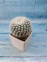 Notocactus Scopa (Нотокактус)