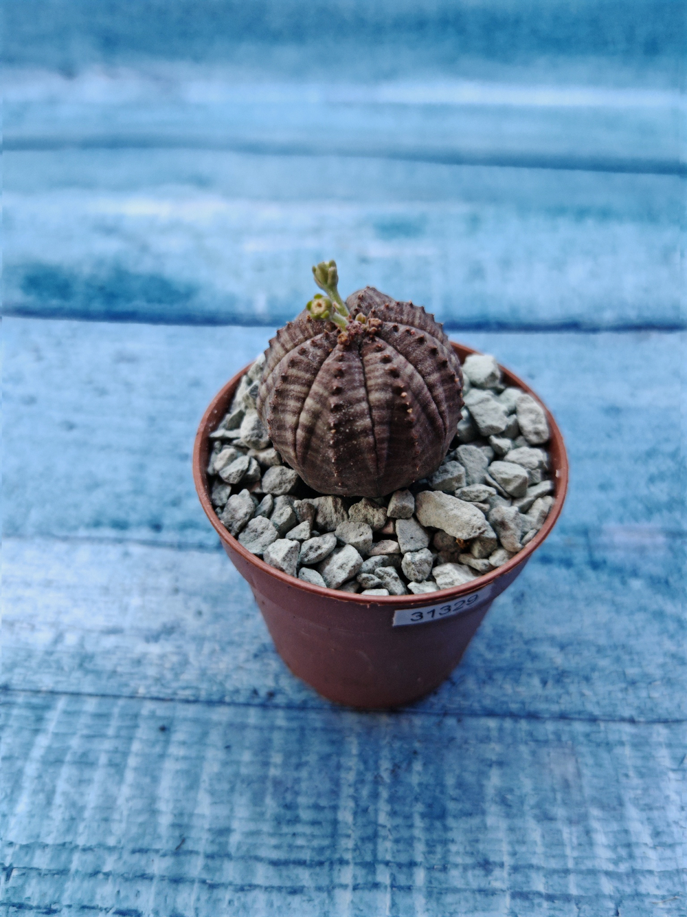 Euphoria Obesa (Эуфорбия)