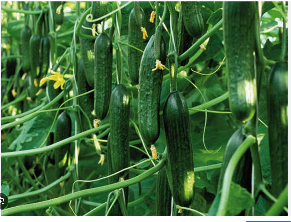 Огурцы Тристан F1 - Tristan F1 1000 семян