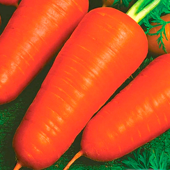 Курода Шантане семена моркови курода/шантане (Sakata / Саката)