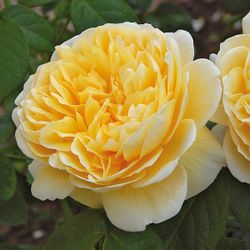 Шарлотта (Charlotte)