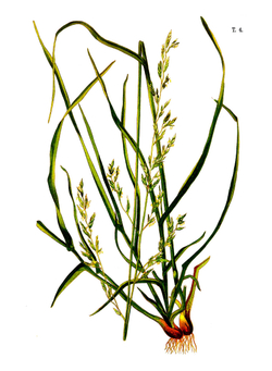 Иллюстрированная классификация главнейших сортов луговых трав. с кратким описанием каждой травы в отдельности, 2 выпуск, 18 хромолитографических таблиц | Нет автора