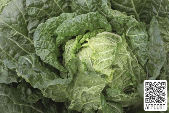 Базуко F1 семена капусты пекинской (Bejo / Бейо) продукт – фото 4