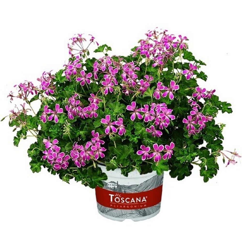 Пеларгония плющелистная Balcon Stellena с1 1шт