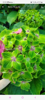 SWITCH Calisto Pink/ Каллисто Пинк (Стандарт поставки Р9)2025г.