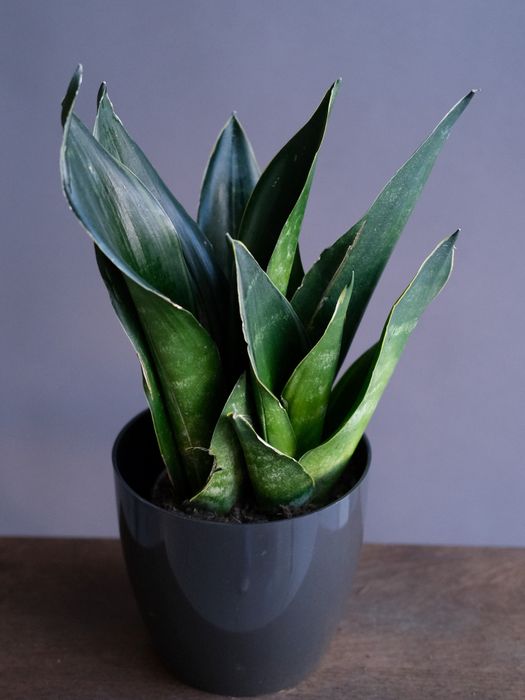 Сансевиерия Микс (D-12)