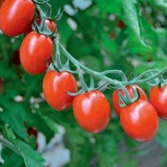 ТУТТИ ФРУТТИ F1 семена томата (Clause | Alexagro)