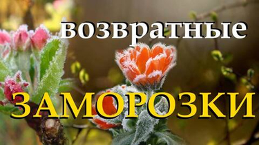 Возвратные заморозки в Сибири: спасаем цветущий сад без потерь
