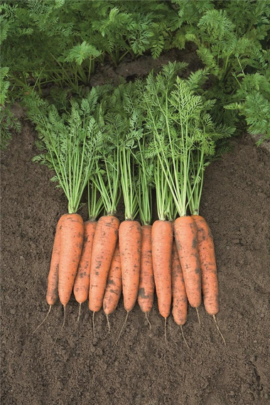 БЕЛГРАДО F1 семена моркови Bejo купить – фото 2