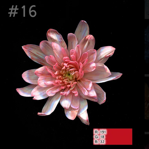 Краска для окрашивания живых цветов, Насыщенный гранат