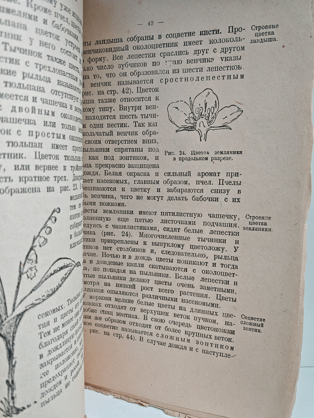 Природоведение. Учебник для школ I ступени. Ботаника