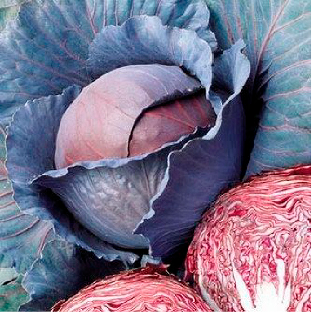 Ред Династи F1 семена капусты краснокочанной (Seminis / Семинис)