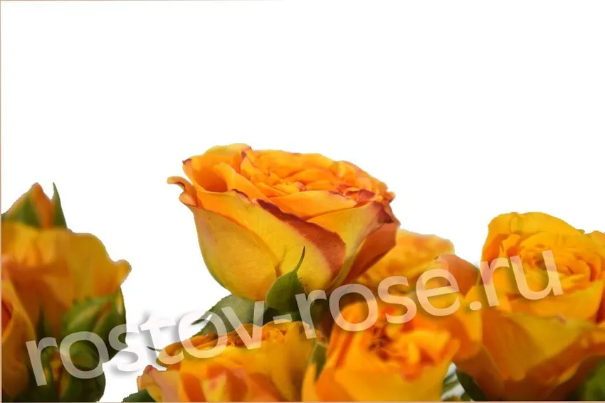 Букет кустовых роз Абеба