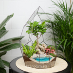 Флорариум бонсай Фикус гинсенг Айсберг с озером